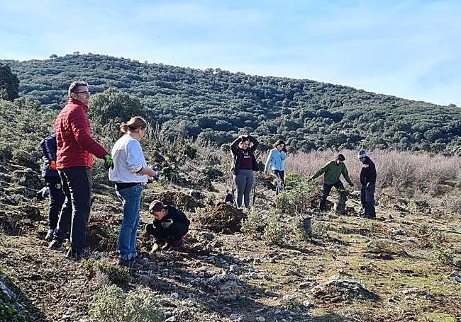 Around 300 volunteers, most of them from the Association for Public Footpaths in the Serranía de Ronda, have taken part in this Spanish fir reforestation project