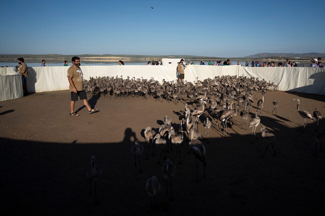 Fuente de Piedra community joins effort to ring 600 flamingo chicks
