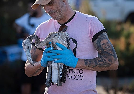 Fuente de Piedra community joins effort to ring 600 flamingo chicks