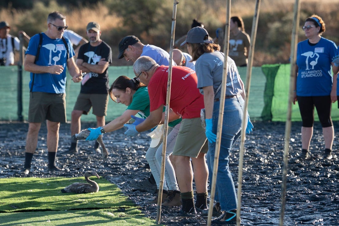 Fuente de Piedra community joins effort to ring 600 flamingo chicks