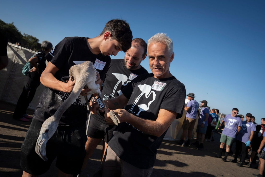 Fuente de Piedra community joins effort to ring 600 flamingo chicks