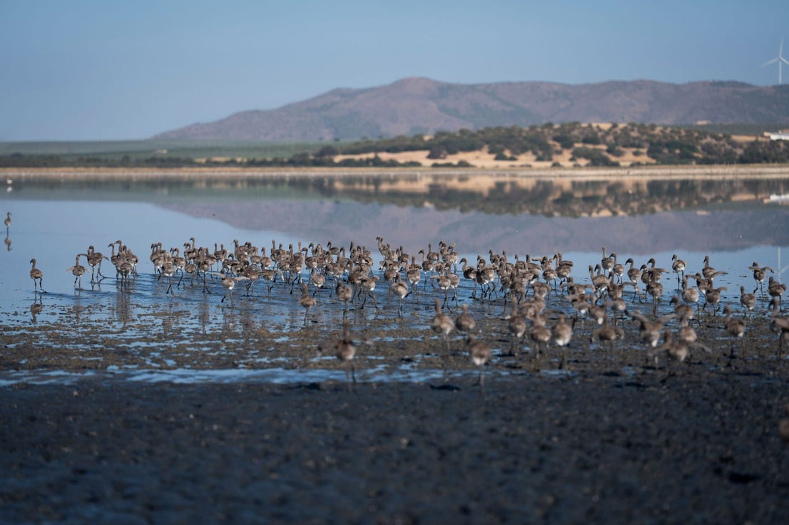 Fuente de Piedra community joins effort to ring 600 flamingo chicks