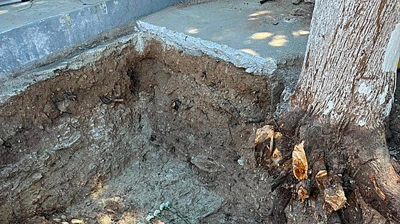 Seven bodies have been exhumed from a mass grave in Arriate: six men and one woman