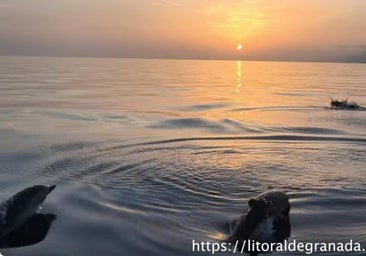 Dolphins ‘enjoying’ the eclipse off the coast of Granada