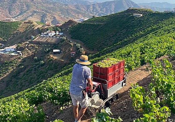 High temperatures threaten Axarquía Muscat grape harvest with losses of up to 40 per cent
