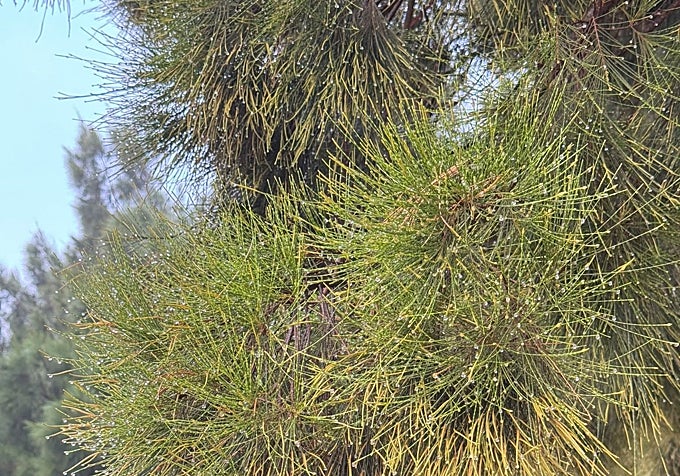 Tar condensation on the needles of a Canary Island pine.