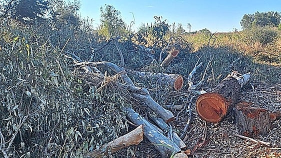 Malaga council takes legal action against property owner over unauthorised felling of 20 trees