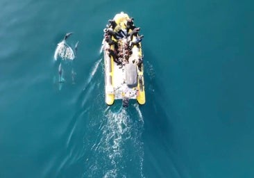 Sightings of whales, manta rays and turtles are increasingly common off Granada province's Costa Tropical