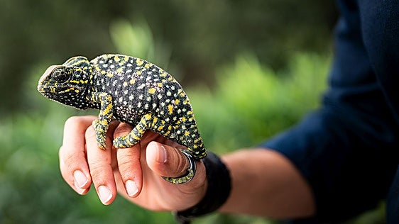 Malaga city nature parks give new life to three pairs of chameleons