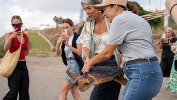 Release of the specimen on La Morera beach.