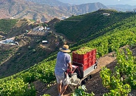 A picture of the grape harvest in the Axarquía.