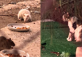 Viral 'Pony rats' video exposes rampant rodent infestation in Malaga's Huelin neighbourhood