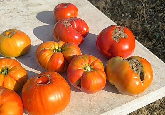 Huevo de Toro tomatoes: how to recognise them and where to buy them