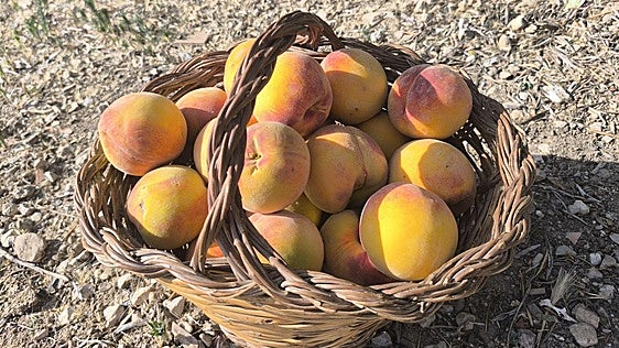 Periana peaches: the fruit that draws hundreds of people to the Alta Axarquía