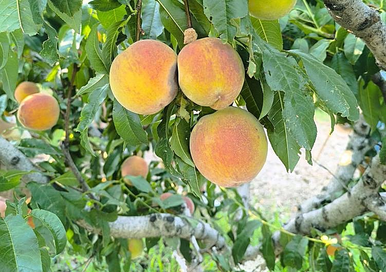 Imagen principal - The Ortiz Villa family keep the spirit of the Periana peach alive. 
