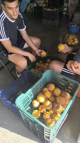 Imagen secundaria 2 - The Ortiz Villa family keep the spirit of the Periana peach alive. 