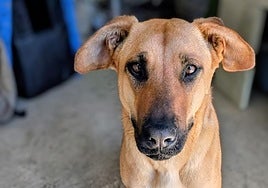 Rincón de la Victoria launches new festival to raise funds for local animal charity