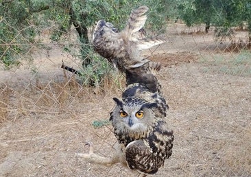 The owl trapped in the fence.