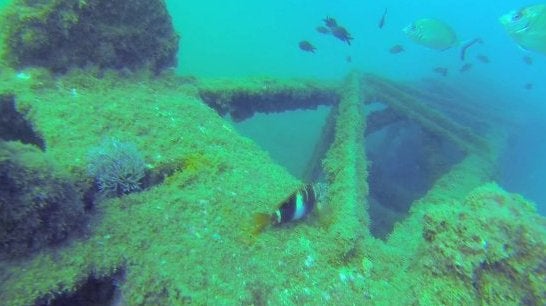 The 'Torre del Cable': a marine ecosystem clinging to history