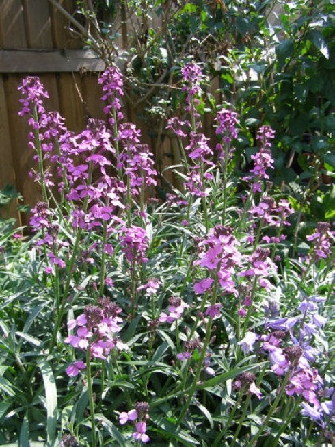 The Spanish wallflower