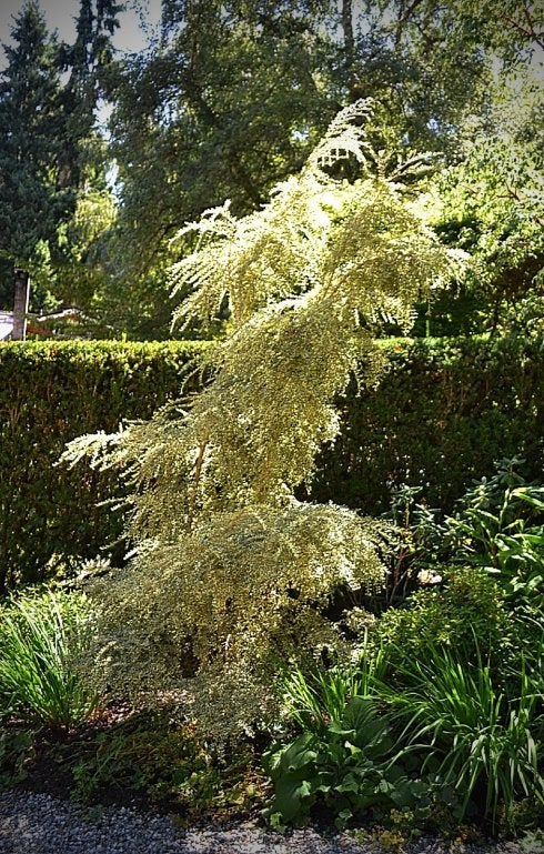 A. microphylla ‘variegata’. 