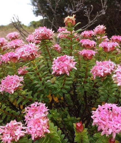 Pimelea ferruginea.