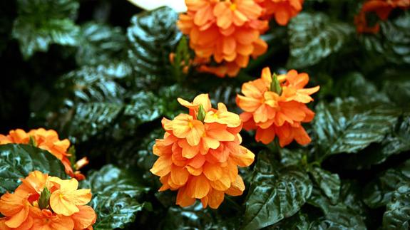 C. infundibuliformis. 