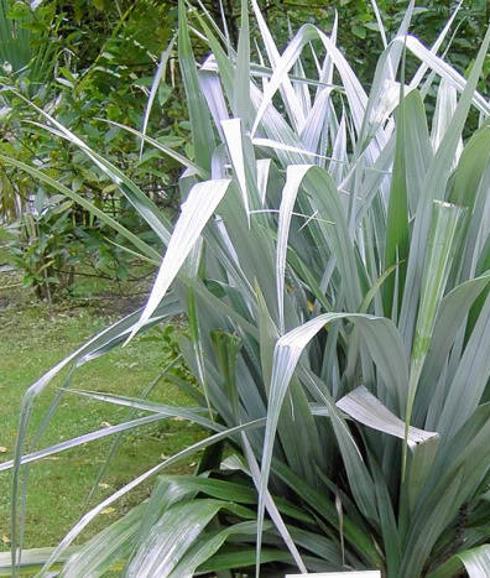 The silvery spikes of Astelia