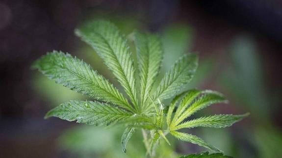 Over 120 kilograms of marijuana were seized