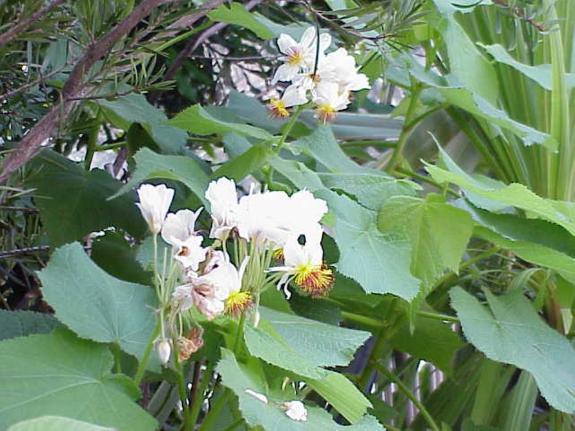 Sparmannia africanus and a close up of the flowers.