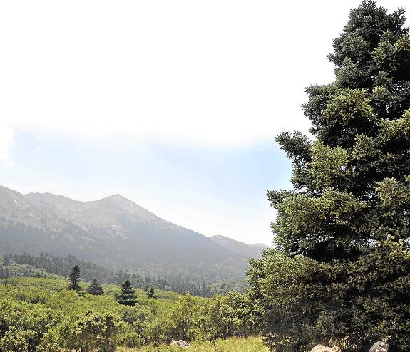 A view of the pinsapo firs in the Sierra de las Nieves.