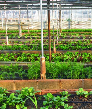 Toughening plants up