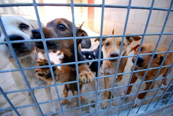 File image of dogs in a rescue centre.