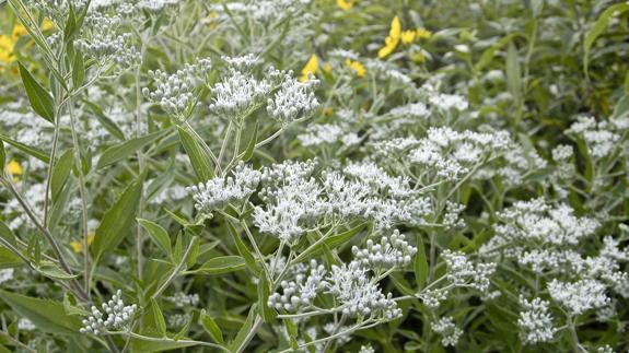 Spellbinding Boneset