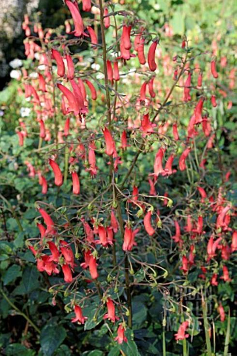 Phygelius x. rectus.