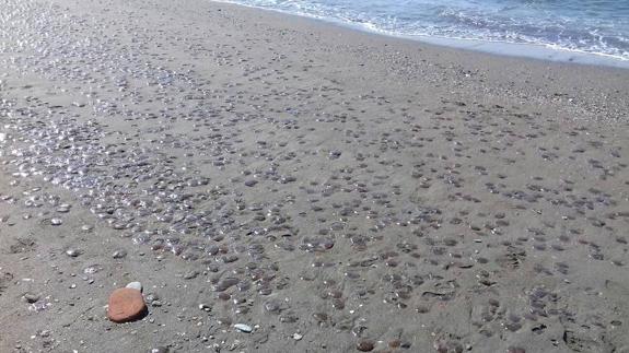 Jellyfish on the beach in Torre de Benagalbón on Saturday.