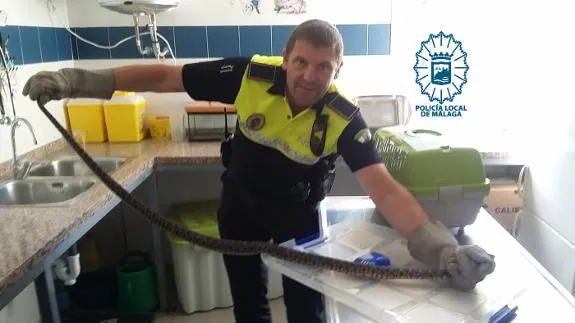 Local Police capture snake found in baby's pushchair at family's home