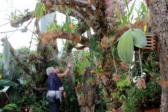 Visitors photographing the giant orchid. 