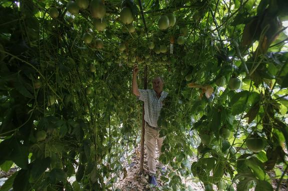 Growing ecological fruit with passion
