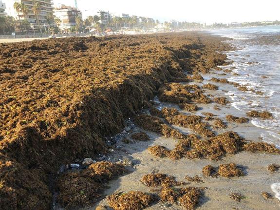 La Rada beach in Estepona with the unwelcome seaweed.