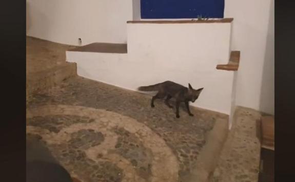 The Frigiliana fox.