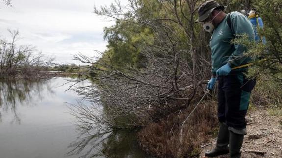 Fumigation under way in the Guadalhorce estuary to keep mosquitoes at bay