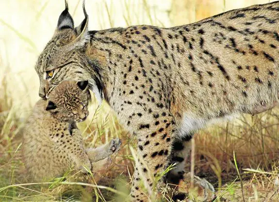 A female lynx and her kitten. 