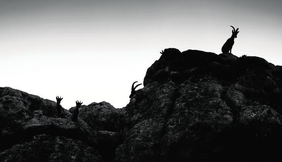 Part of the Landscape, the winning photograph of ibexes in Comares. 