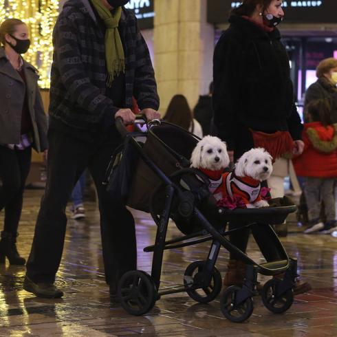 An owner takes his pet dogs through Malaga city in a pushchair. 