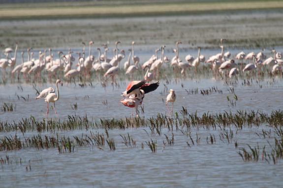 Africa or southern Spain? Later in the year flamingos make Doñana reminiscent of the expansive lakes of east Africa.