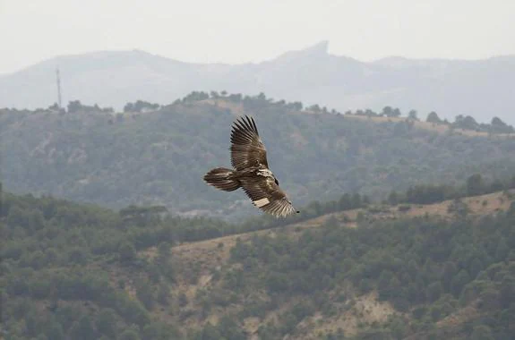 The spectacular recovery of the bearded vulture