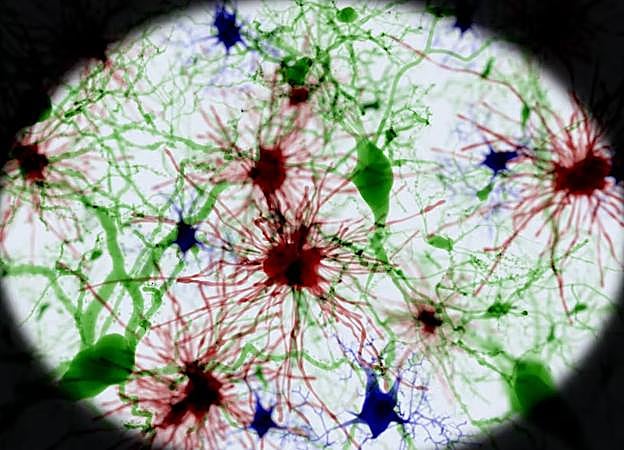 Células cerebrales. 