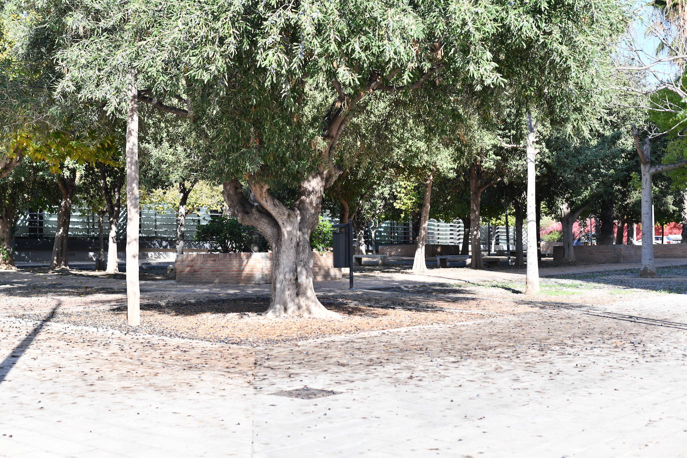 Fotos de la suciedad de los barrios de Alicante