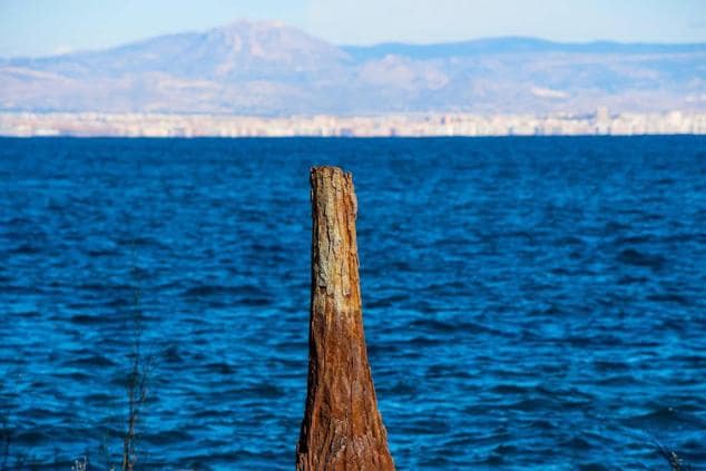 Detalle de un tronco con vistas a la península.